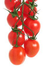 tomatoes on white