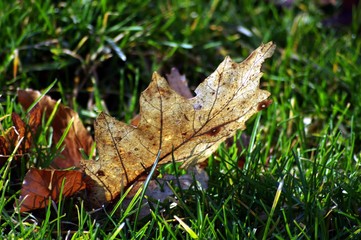 Herbst