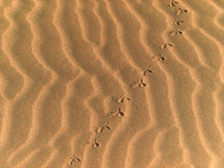 Fototapeta na wymiar Utworów ptaka w piasek pustyni