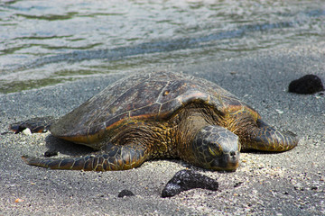 Resting turtle