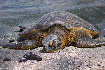 Resting turtle
