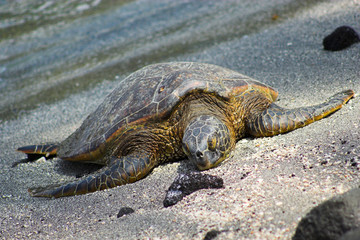 Resting turtle