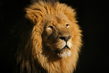 Naklejka premium Big male African lion (Panthera leo)