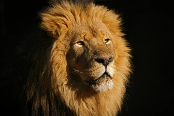 Store enrouleur tamisant sans perçage Lion Big male African lion (Panthera leo)