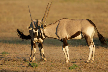 Gemsbok antelopes (Oryx gazella), Kalahari, South Africa