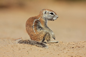 Ground squirrel (Xerus inaurus), Kalahari desert, South Africa