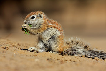 Ground squirrel (Xerus inaurus), Kalahari desert, South Africa