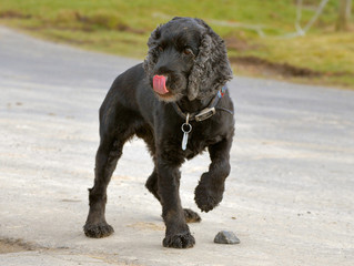 Setter