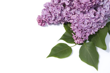 lilac flower