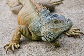 Iguana Portrait