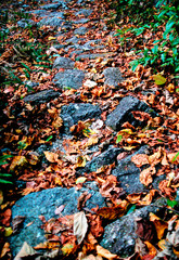 A wild lane in the mountain