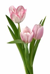 pink tulips in a spring posy