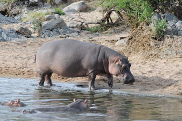 Hippo