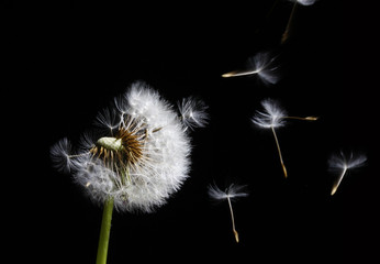 dandelion in the wind - 12669917