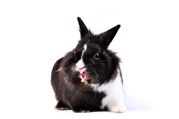 black and white little easter hare on white background