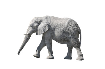 Elefant freigestellt