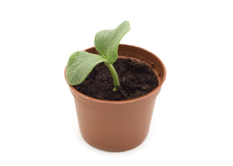 Green plant in a peat pot on a white background