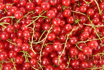 Red currants