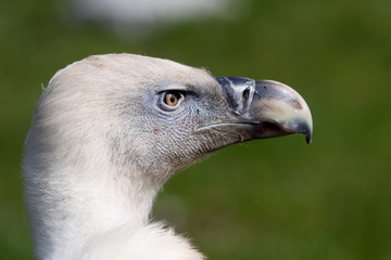 Vulture