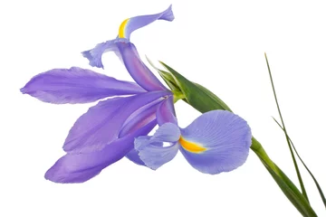 Foto auf Acrylglas Iris Iris Blume