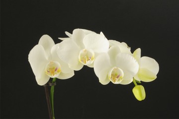 Naklejka na ściany i meble Białe orchidee 2