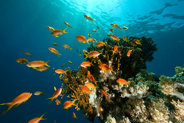 Fototapeta na wymiar coral, ocean and fish