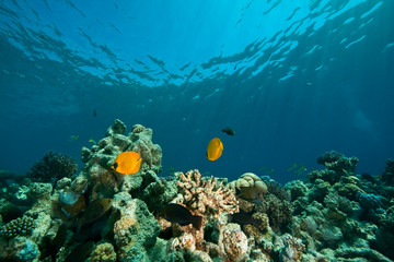 coral, ocean and fish