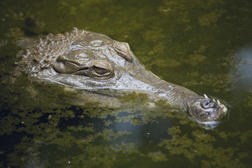 Crocodile Close up Portrait