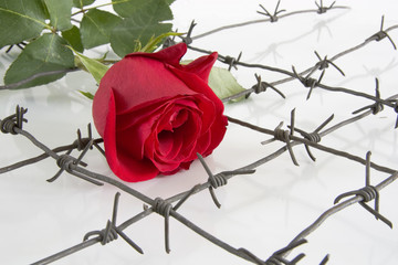 The Barbed wire with red rose.