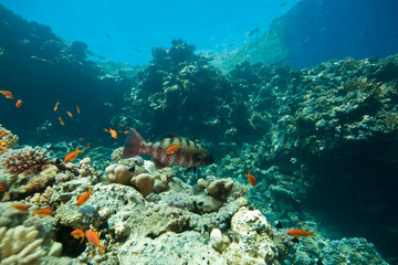 Naklejka na ściany i meble coral, ocean and fish