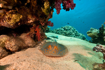 coral, ocean and bluespotted stingray