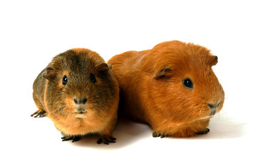 deux petits cobayes sur fond blanc