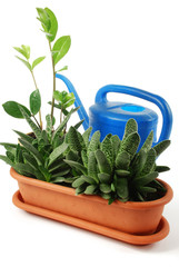 flowerpot and  watering-can