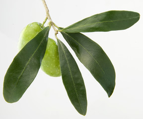 twig olive