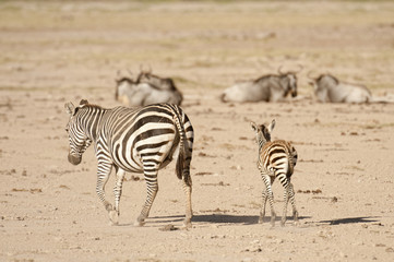Fototapeta na wymiar Zebra z cielęcej