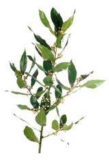 bay leaf branch