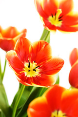 Bouquet of red tulips