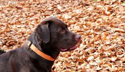Lovely chocolate labrador