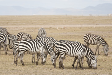 Fototapeta na wymiar herd of plains zebra