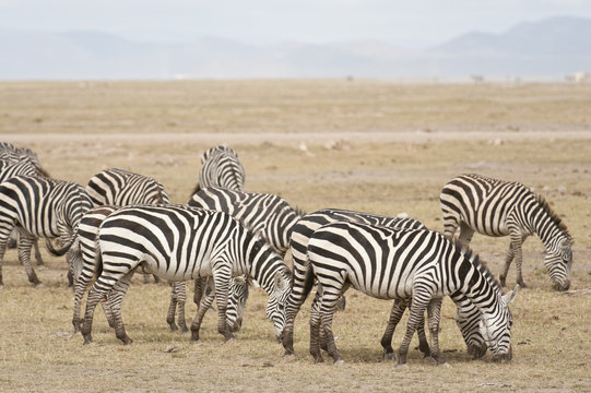 Fototapeta herd of plains zebra
