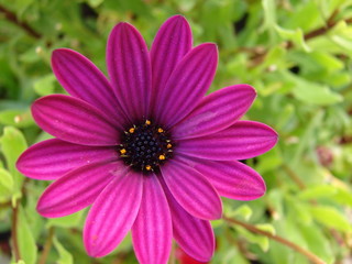 Obraz premium fleur