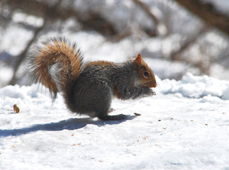 Winter squirrel