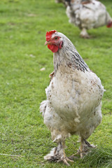 A rooster