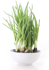 Spring onion in white bowl