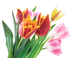 Fototapeta premium Spring Flowers Tulips on white background