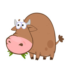 Bull that chew the grass