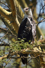African fish eagle, Haliaeetus vociferoides at Nakuru lake