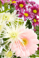 Obraz premium Spring Flowers