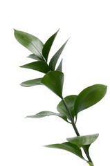 Obraz premium Green Plant