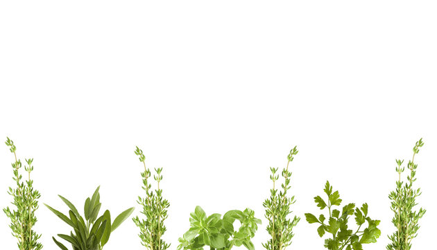 herb border thyme basil sage parsley